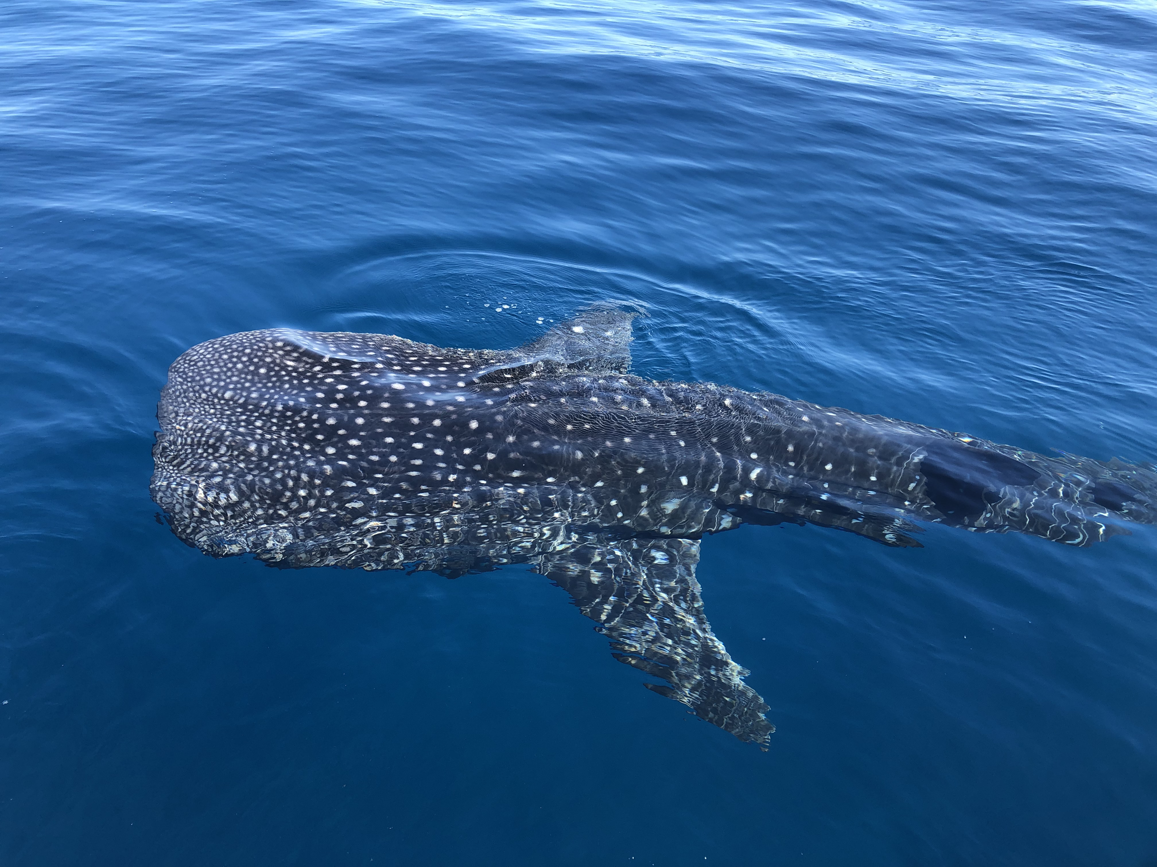 requin2